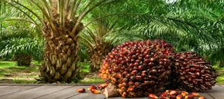 Palm Oil Demand From China, India May Rise in Next Two Months, Support Prices