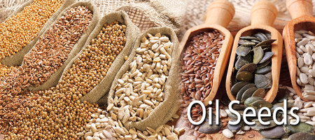 A short feature about the oil-seeds of the USA
