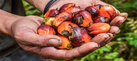 Palm oil market shows steady price growth