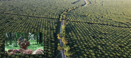 Indonesia gives a sizeable land to the palm oil company Agrinas