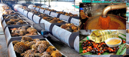 Palm falls on weak Dalian; market awaits important data