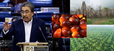 Jo Ghani is planning to replant old palm trees