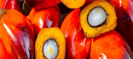 Export gains and palm oil's future growth over strong rivals