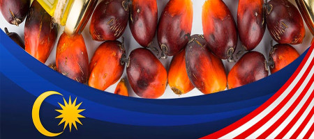 Palm oil futures prices rise despite a positive quarter forecast