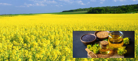 Production of mustard doubled in three years as demand for it increased