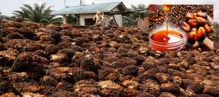 Malaysia's palm oil production to reach record 20 million tonnes in 2025