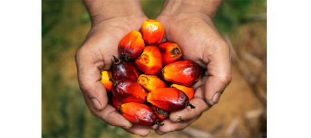Malaysian palm oil stocks hit highest in nearly two years