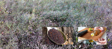 Farmers in Bangladesh's Rangpur region have produced 1,20,275 tons of mustard