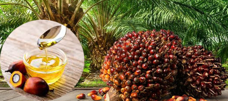 BMI predicts palm oil prices to fall despite geopolitical risks