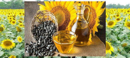 Khulna sees bumper sunflower yield as harvesting crosses 64pc