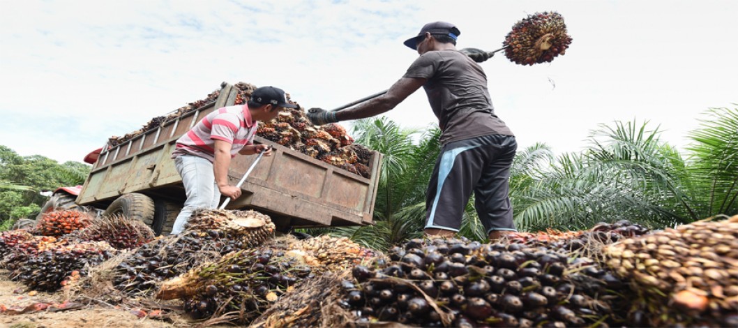 Palm oil prices rise nearly 4 percent this week as Malaysian exports rise